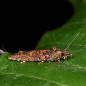 Isochorista (genus) at Melba, ACT - 1 Nov 2020 09:46 PM