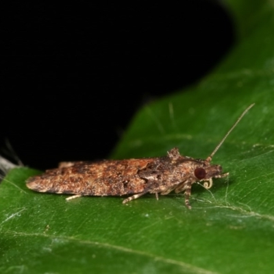Isochorista (genus) (A Tortricid moth) at Melba, ACT - 1 Nov 2020 by kasiaaus