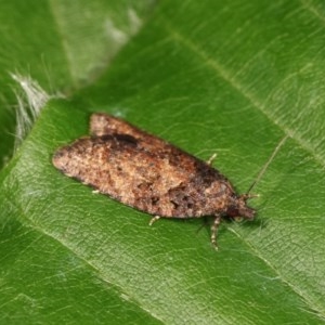 Isochorista (genus) at Melba, ACT - 1 Nov 2020