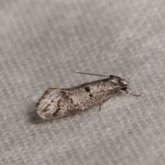Heterozyga coppatias (A concealer moth) at Melba, ACT - 1 Nov 2020 by kasiaaus