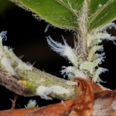 Aphididae (family) (Unidentified aphid) at Melba, ACT - 1 Nov 2020 by kasiaaus