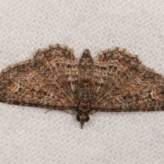 Pasiphilodes testulata (Pome looper) at Melba, ACT - 1 Nov 2020 by kasiaaus