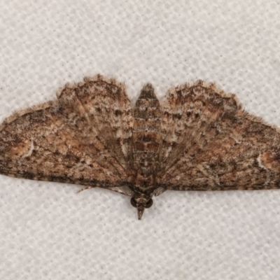 Chloroclystis filata (Filata Moth, Australian Pug Moth) at Melba, ACT - 1 Nov 2020 by kasiaaus
