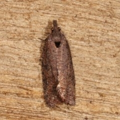 Rupicolana orthias (A tortrix or leafroller moth) at Melba, ACT - 1 Nov 2020 by kasiaaus