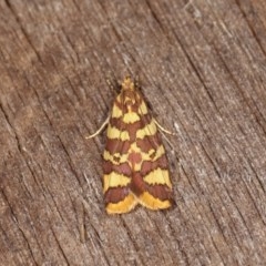 Tisobarica thyteria (A concealer moth) at Melba, ACT - 1 Nov 2020 by kasiaaus