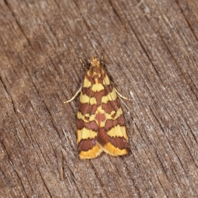 Tisobarica thyteria (A concealer moth) at Melba, ACT - 1 Nov 2020 by kasiaaus