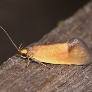 Delexocha ochrocausta at Melba, ACT - 1 Nov 2020 11:07 PM