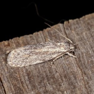 Agriophara dyscapna at Melba, ACT - 1 Nov 2020