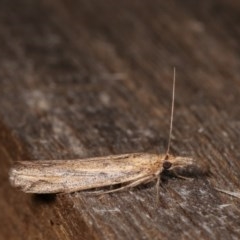 Faveria tritalis (Couchgrass Webworm) at Melba, ACT - 1 Nov 2020 by kasiaaus