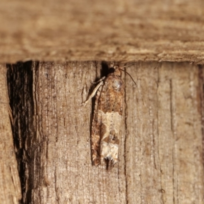 Crocidosema plebejana (Cotton Tipworm Moth) at Melba, ACT - 1 Nov 2020 by kasiaaus