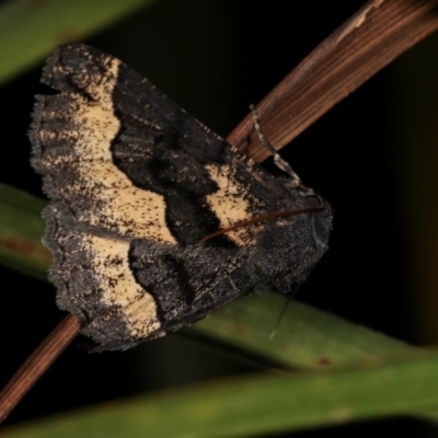 Melanodes anthracitaria (Black Geometrid) at Melba, ACT - 1 Nov 2020 by kasiaaus