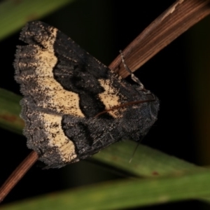 Melanodes anthracitaria at Melba, ACT - 1 Nov 2020