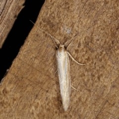 Philobota chionoptera (A concealer moth) at Melba, ACT - 1 Nov 2020 by kasiaaus