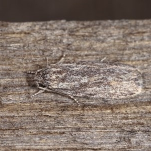 Agriophara dyscapna at Melba, ACT - 1 Nov 2020