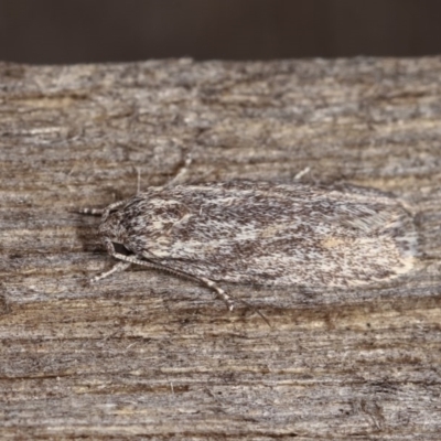 Agriophara dyscapna (A Flat-bodied moth (Depressidae) at Melba, ACT - 1 Nov 2020 by kasiaaus