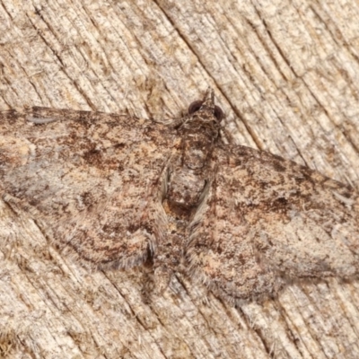 Pasiphilodes testulata (Pome looper) at Melba, ACT - 1 Nov 2020 by kasiaaus