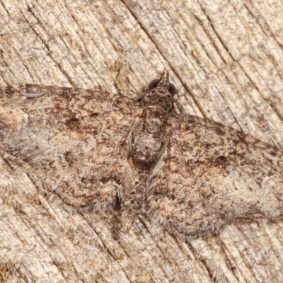 Chloroclystis filata (Filata Moth, Australian Pug Moth) at Melba, ACT - 1 Nov 2020 by kasiaaus