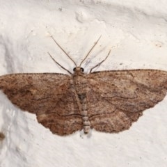 Ectropis (genus) (An engrailed moth) at Melba, ACT - 2 Nov 2020 by kasiaaus