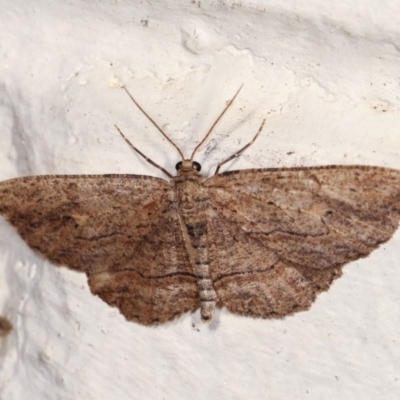 Ectropis (genus) (An engrailed moth) at Melba, ACT - 2 Nov 2020 by kasiaaus