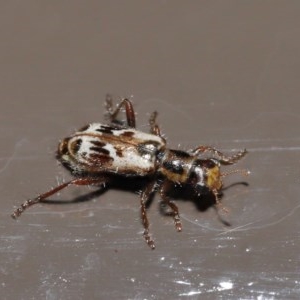 Lemidia cicatricosa at Acton, ACT - 25 Oct 2020