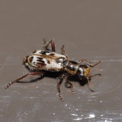 Lemidia cicatricosa (Clerid beetle) at ANBG - 25 Oct 2020 by TimL