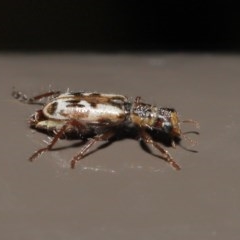 Lemidia cicatricosa at Acton, ACT - 25 Oct 2020