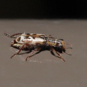 Lemidia cicatricosa at Acton, ACT - 25 Oct 2020