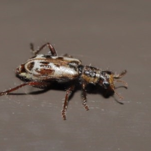 Lemidia cicatricosa at Acton, ACT - 25 Oct 2020