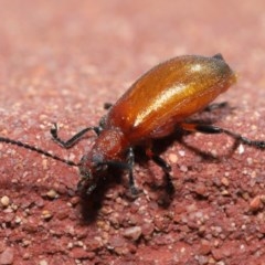 Ecnolagria grandis (Honeybrown beetle) at Acton, ACT - 23 Oct 2020 by TimL