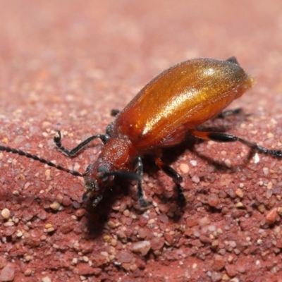 Ecnolagria grandis (Honeybrown beetle) at ANBG - 23 Oct 2020 by TimL