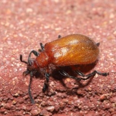 Ecnolagria grandis at Acton, ACT - 23 Oct 2020