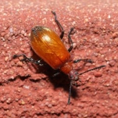 Ecnolagria grandis at Acton, ACT - 23 Oct 2020 12:01 PM