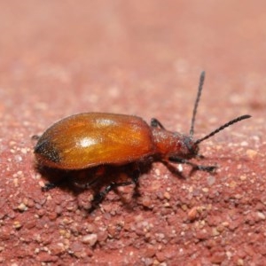 Ecnolagria grandis at Acton, ACT - 23 Oct 2020 12:01 PM