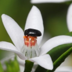 Dermestidae sp. (family) (Dermestid, carpet or hide beetles) at Acton, ACT - 23 Oct 2020 by TimL