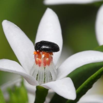 Dermestidae sp. (family) (Dermestid, carpet or hide beetles) at ANBG - 23 Oct 2020 by TimL