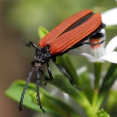 Dermestidae sp. (family) at Acton, ACT - 23 Oct 2020