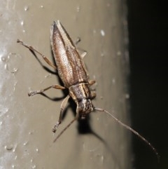 Temnosternus planiusculus (Longhorn beetle) at Acton, ACT - 23 Oct 2020 by TimL