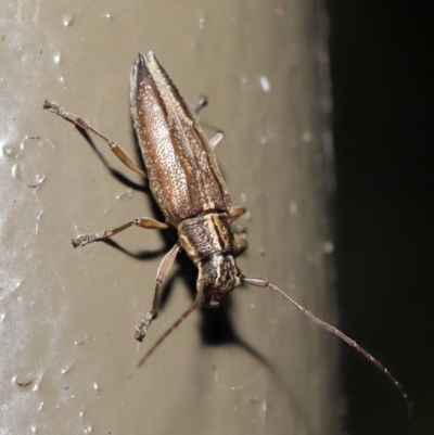 Temnosternus planiusculus (Longhorn beetle) at ANBG - 23 Oct 2020 by TimL