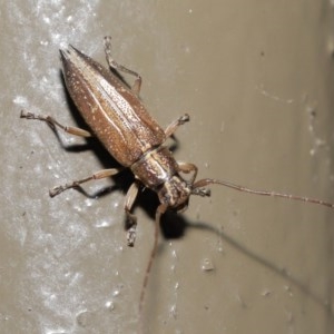 Temnosternus planiusculus at Acton, ACT - 23 Oct 2020 01:33 PM