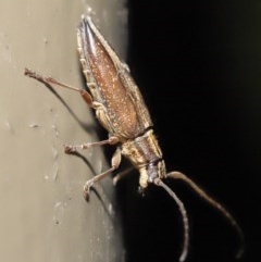 Temnosternus planiusculus at Acton, ACT - 23 Oct 2020