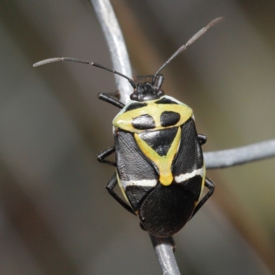 Commius elegans (Cherry Ballart Shield Bug) at Acton, ACT - 23 Oct 2020 by TimL