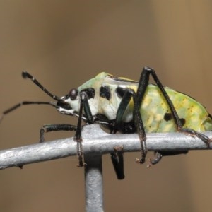 Commius elegans at Acton, ACT - 23 Oct 2020