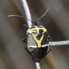 Commius elegans at Acton, ACT - 23 Oct 2020 12:06 PM