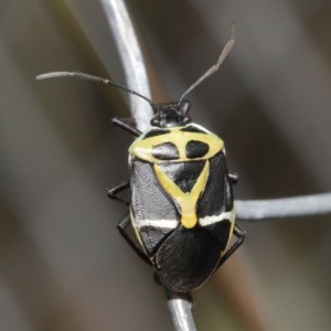 Commius elegans at Acton, ACT - 23 Oct 2020