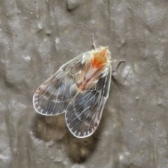 Saccharodite chrysonoe (Derbid planthopper) at Downer, ACT - 1 Nov 2020 by TimL