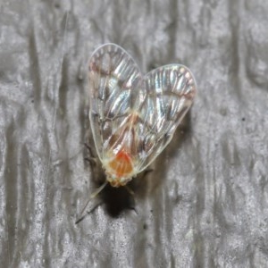 Saccharodite chrysonoe at Downer, ACT - 1 Nov 2020