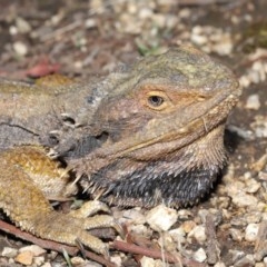 Pogona barbata (Eastern Bearded Dragon) at ANBG - 29 Oct 2020 by TimL