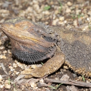 Pogona barbata at Acton, ACT - 29 Oct 2020