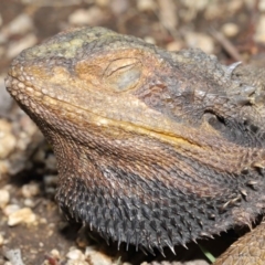 Pogona barbata at Acton, ACT - 29 Oct 2020