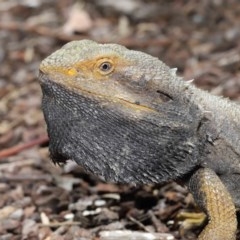 Pogona barbata (Eastern Bearded Dragon) at Downer, ACT - 29 Oct 2020 by TimL